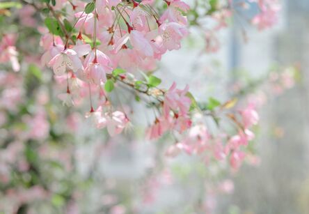 春分有信，花开有期 ——春日校园的诗意交响